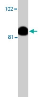 PAB9756 - CD156c / ADAM10