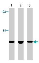 PAB9758 - AIFM1 / AIF