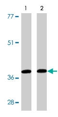 PAB9774 - CD257 / BAFF