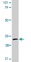 PAB9776 - Bcl-10