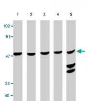PAB9819 - Caspase-10