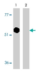 PAB9820 - Caspase-12