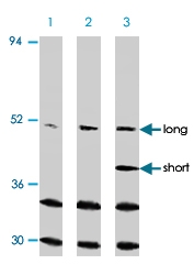 PAB9823 - Caspase-2