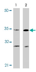 PAB9824 - Caspase-4