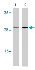 PAB9825 - Caspase-4