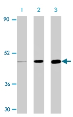 PAB9826 - Caspase-5