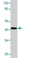 PAB9830 - Caspase-9