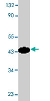 PAB9831 - Caspase-9