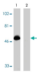 PAB9847 - CX3CR1 / GPR13