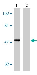PAB9848 - CX3CR1 / GPR13