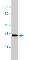 PAB9849 - CD184 / CXCR4