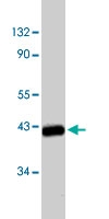 PAB9850 - CD184 / CXCR4