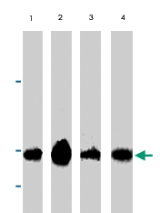 PAB9852 - Cytochrome c