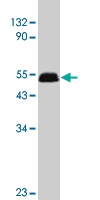 PAB9888 - GFRA1 / GDNFR-alpha