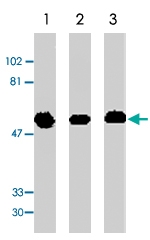 PAB9889 - GFRA1 / GDNFR-alpha