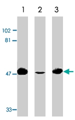 PAB9894 - GPR15
