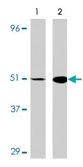 PAB9899 - IRF7