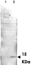PAB9920 - Histone H2A.v