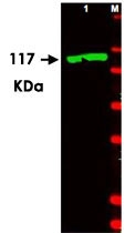 PAB9921 - Beta-galactosidase