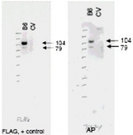 PAB9926 - ABCB6