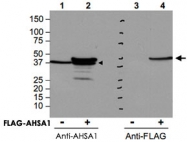 PAB9927 - AHA1 / AHSA1