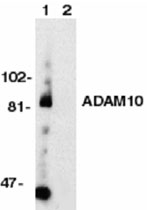 PAB9928 - CD156c / ADAM10