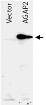 PAB9929 - AGAP2 / CENTG1