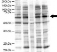 PAB9930 - Protein ajuba / JUB