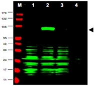 PAB9930 - Protein ajuba / JUB