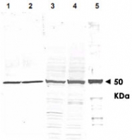 PAB9934 - alpha Tubulin / TUBA1B