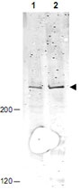 PAB9936 - APC1 / ANAPC1