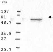 PAB9943 - Cyclin B1