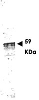 PAB9945 - Cyclin L1