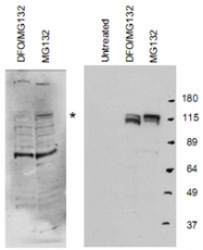 PAB9946 - HIF1A / HIF1 alpha
