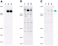 PAB9947 - MEKK5 / ASK1