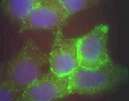 PAB9954 - CD339 / JAG1