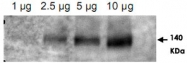 PAB9962 - CD243 / MDR1