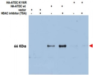 PAB9977 - TRIM29 / ATDC