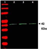 PAB9980 - Actin beta / ACTB