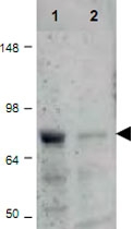 PAB9983 - CTCFL / BORIS
