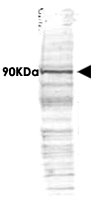 PAB9986 - CDC27