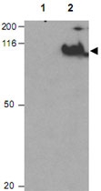 PAB9988 - CDC27