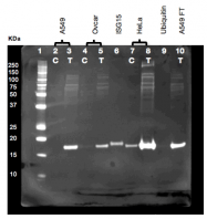 PBL21900-1 - ISG15 / G1P2