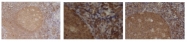 PM1323 - Eotaxin-2 / CCL24