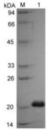 PR81001-100 - VEGF-A