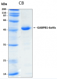 PRO-50068-0010 - GABPB1