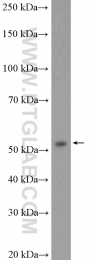 55163-1-AP - PPP3CC / CALNA3
