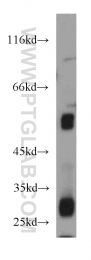 55163-1-AP - PPP3CC / CALNA3