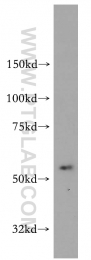 14021-1-AP - NCEH1 / AADACL1
