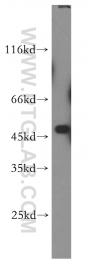 14039-1-AP - ABHD2 / LABH2